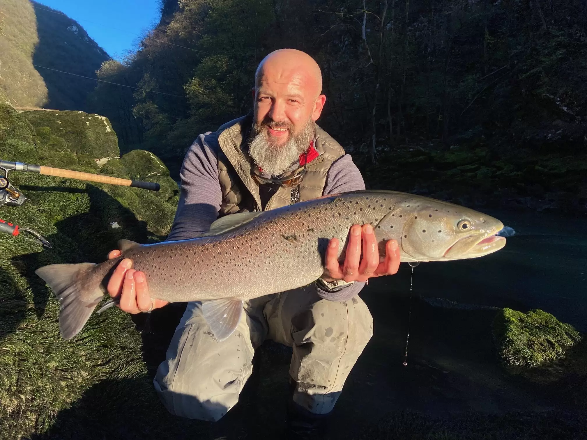 Bosnia huchen
